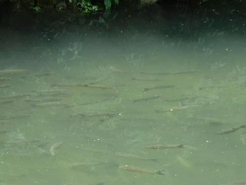 生物毒性分析儀是可測定有毒化合物 生物毒性分析儀是可測定有毒化合物