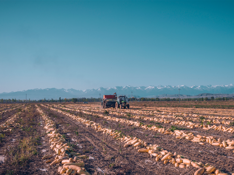 土壤有機質 土壤有機質