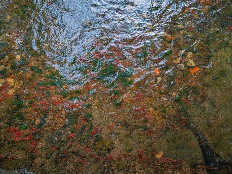 水質(zhì)葉綠素a檢測(cè)儀使用方法