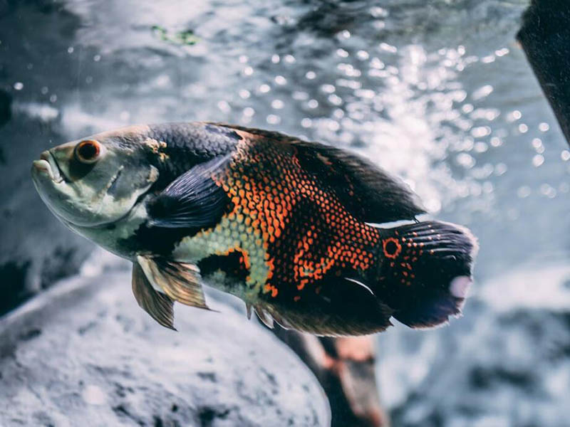 總磷在線分析儀常見故障（總磷在線分析儀工作原理）