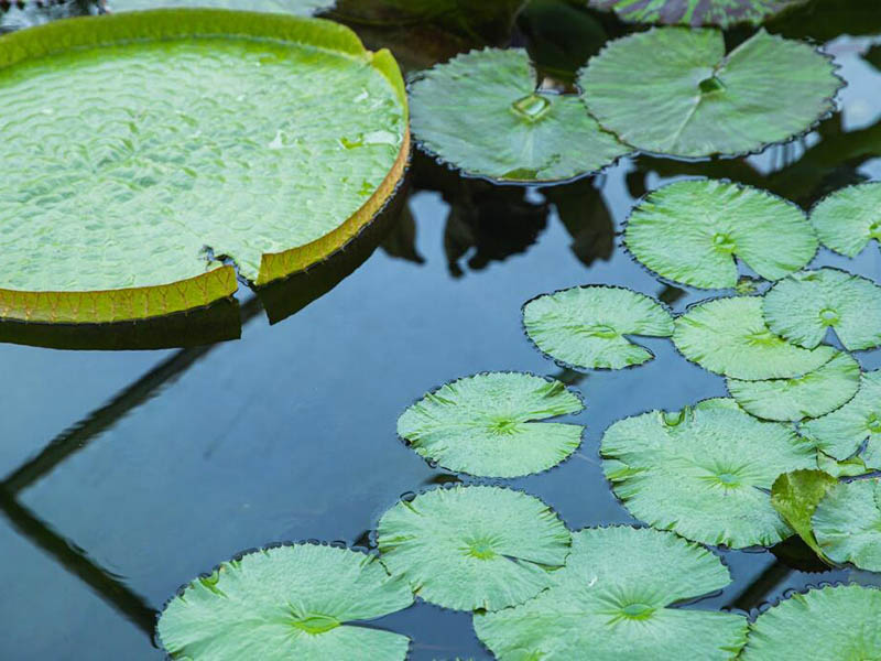便攜式高錳酸鹽指數測定儀怎么用