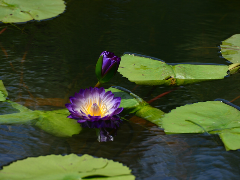 水產(chǎn)養(yǎng)殖水質(zhì)檢測標(biāo)準(zhǔn)