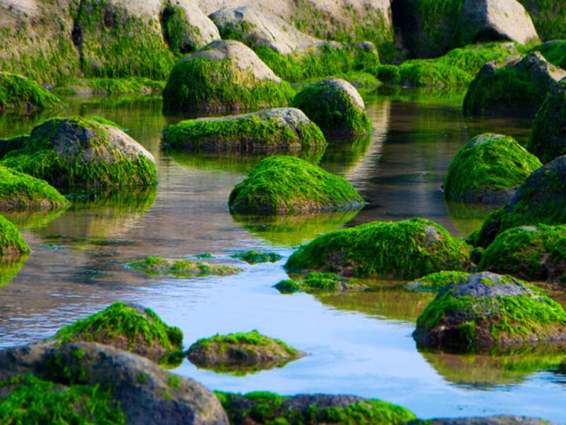 水質(zhì)高錳酸鹽指數(shù)測(cè)定國(guó)標(biāo)方法