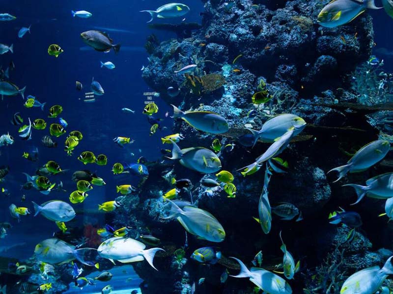 水產養殖需要關注哪些水質指標