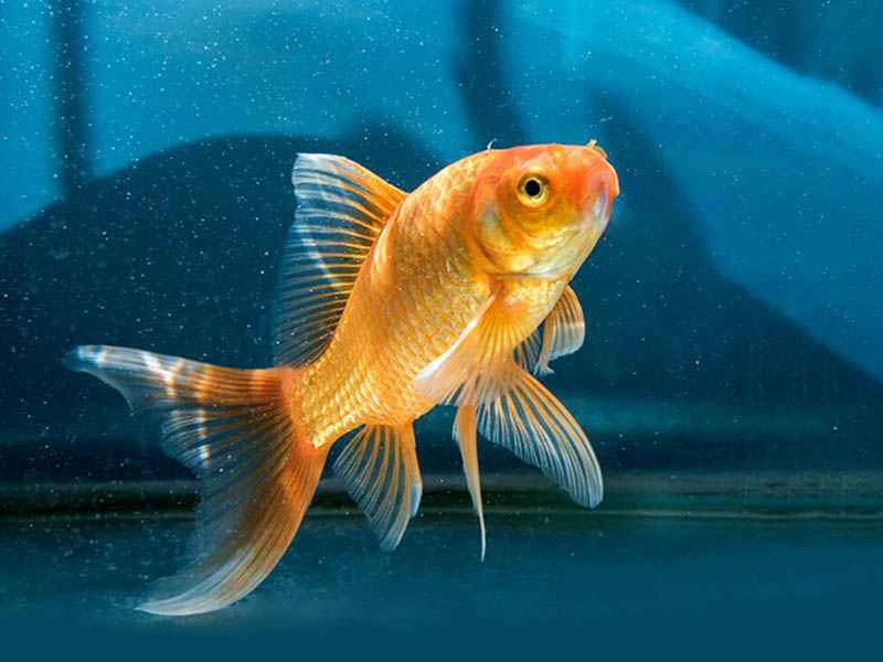 在線溶解氧監測儀如何安裝（在線溶解氧監測儀電極標定與維護）