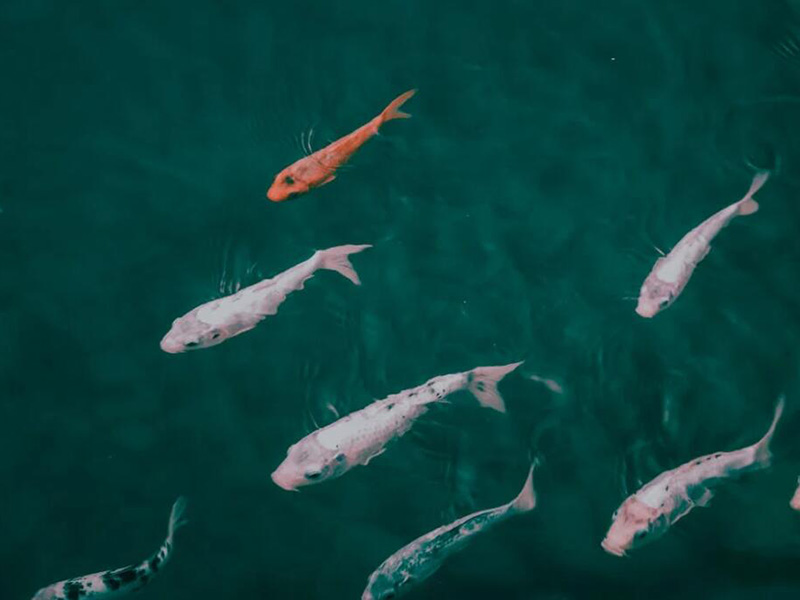 淡水養殖十一項水質管理參數及限值