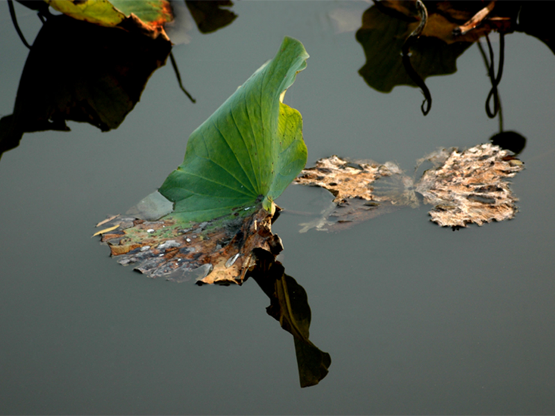 農村黑臭水體治理思路