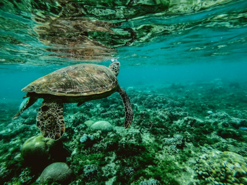 池塘里長綠藻怎么辦（水中長綠藻怎樣預防）