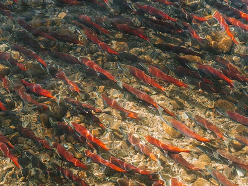養魚池水質監測指標（養魚池水質檢測重要性）