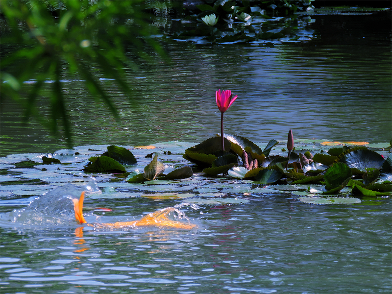 池塘水質檢測常見指標