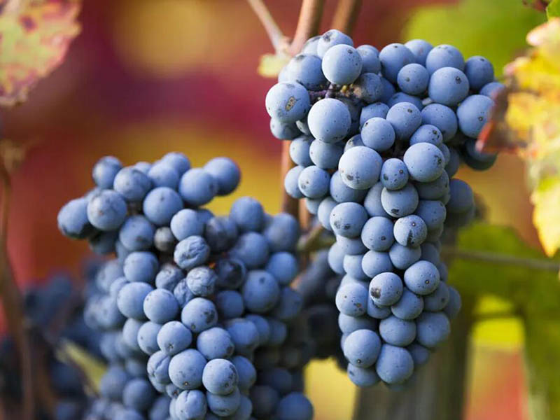 農藥殘留檢測儀操作順序（農藥殘留檢測儀選購指南）