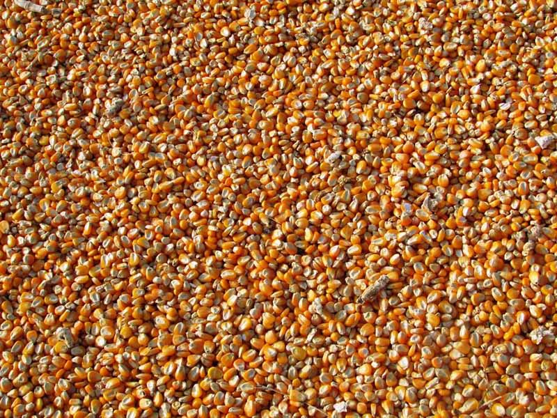 糧食中黃曲霉毒素B?是什么（食品黃曲霉毒素B?檢測限值）