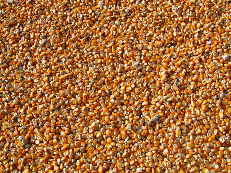 什么是黃曲霉毒素（黃曲霉毒素的產(chǎn)生機(jī)制）