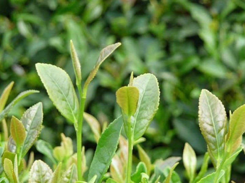 葉綠素測定儀,在植物生長中起到怎樣的作用 葉綠素測定儀,在植物生長中起到怎樣的作用