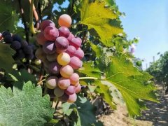 葡萄上會有農藥殘留嗎？