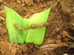 土壤中的酸堿度對農業生產有什么影響？