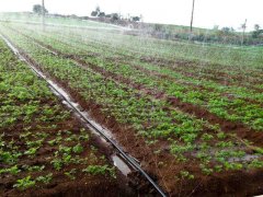 土壤水勢儀是用于灌溉管理的可靠儀器