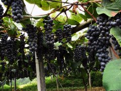 土壤水勢儀可用于葡萄園灌溉管理