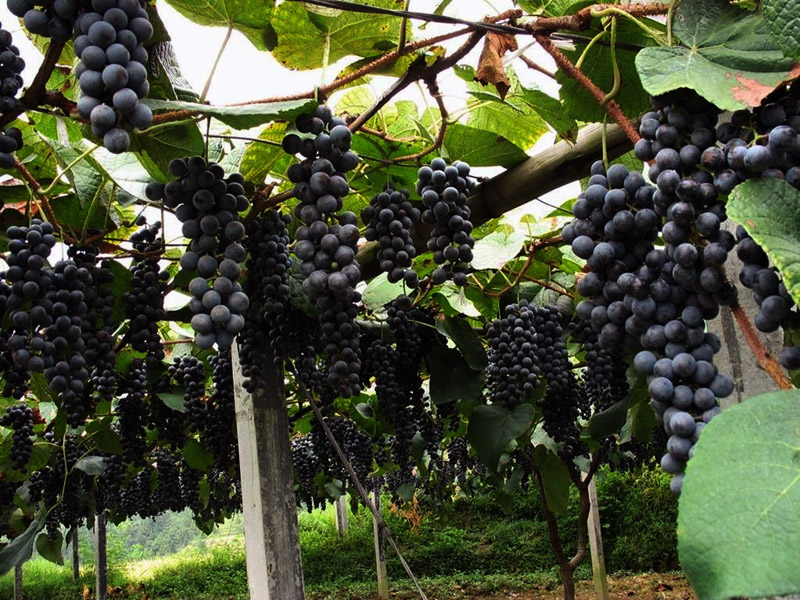 土壤水勢(shì)儀可用于葡萄園灌溉管理 土壤水勢(shì)儀可用于葡萄園灌溉管理